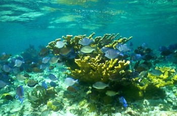 Florida Keys Coral Reef